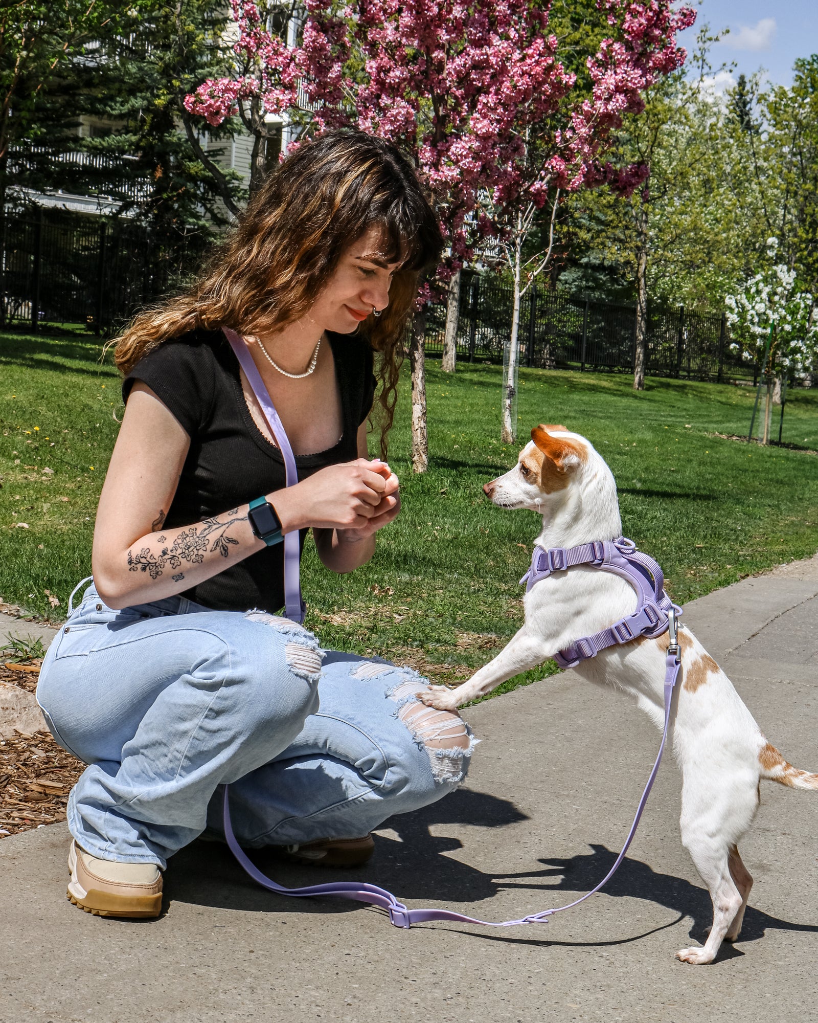 women kneeling wearing the hands free leash with a treat in her hand and a small white dog wearing a harness leaning on her nee