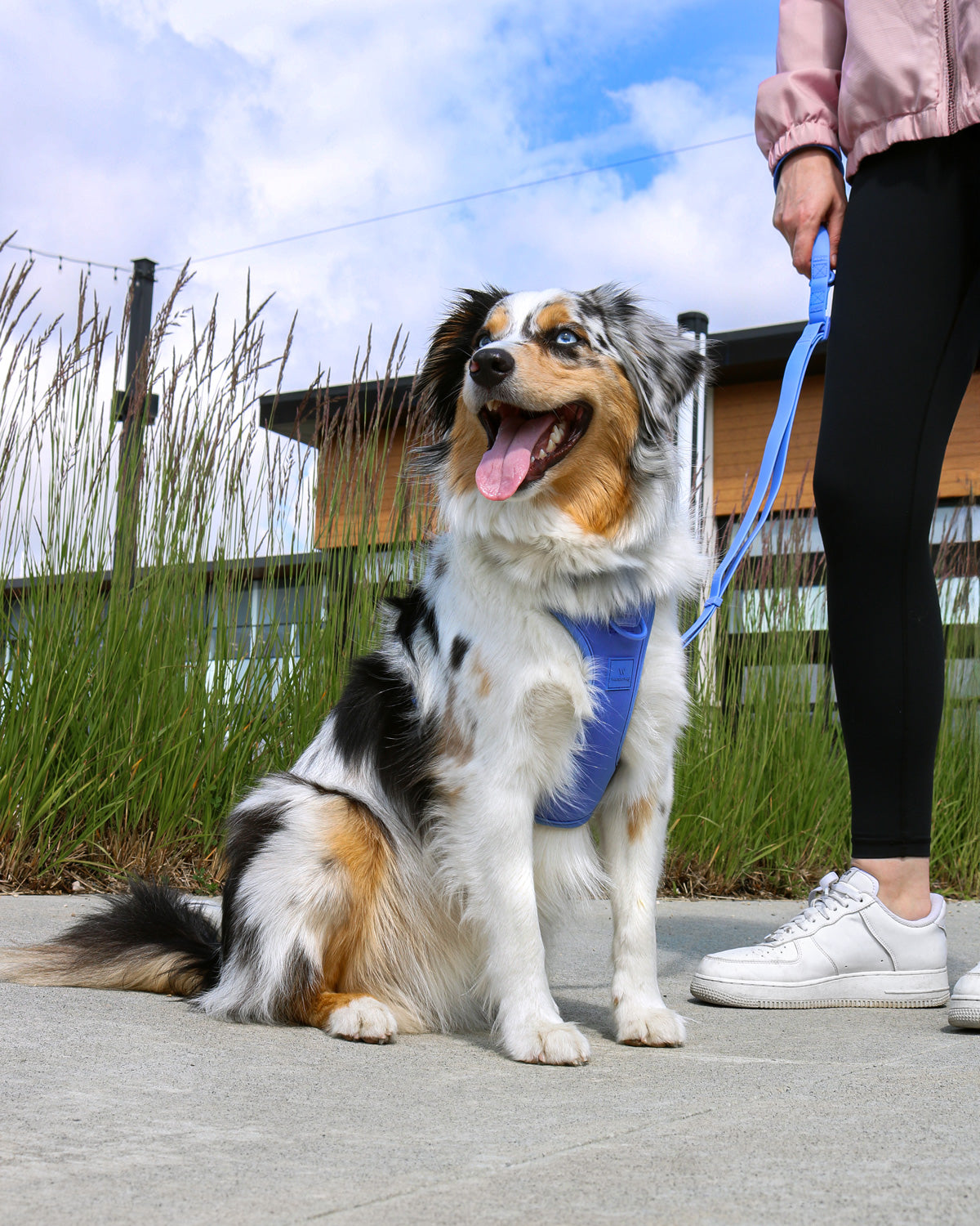large light colored dog sitting and wearing the wanderwag harness while their owner stands by