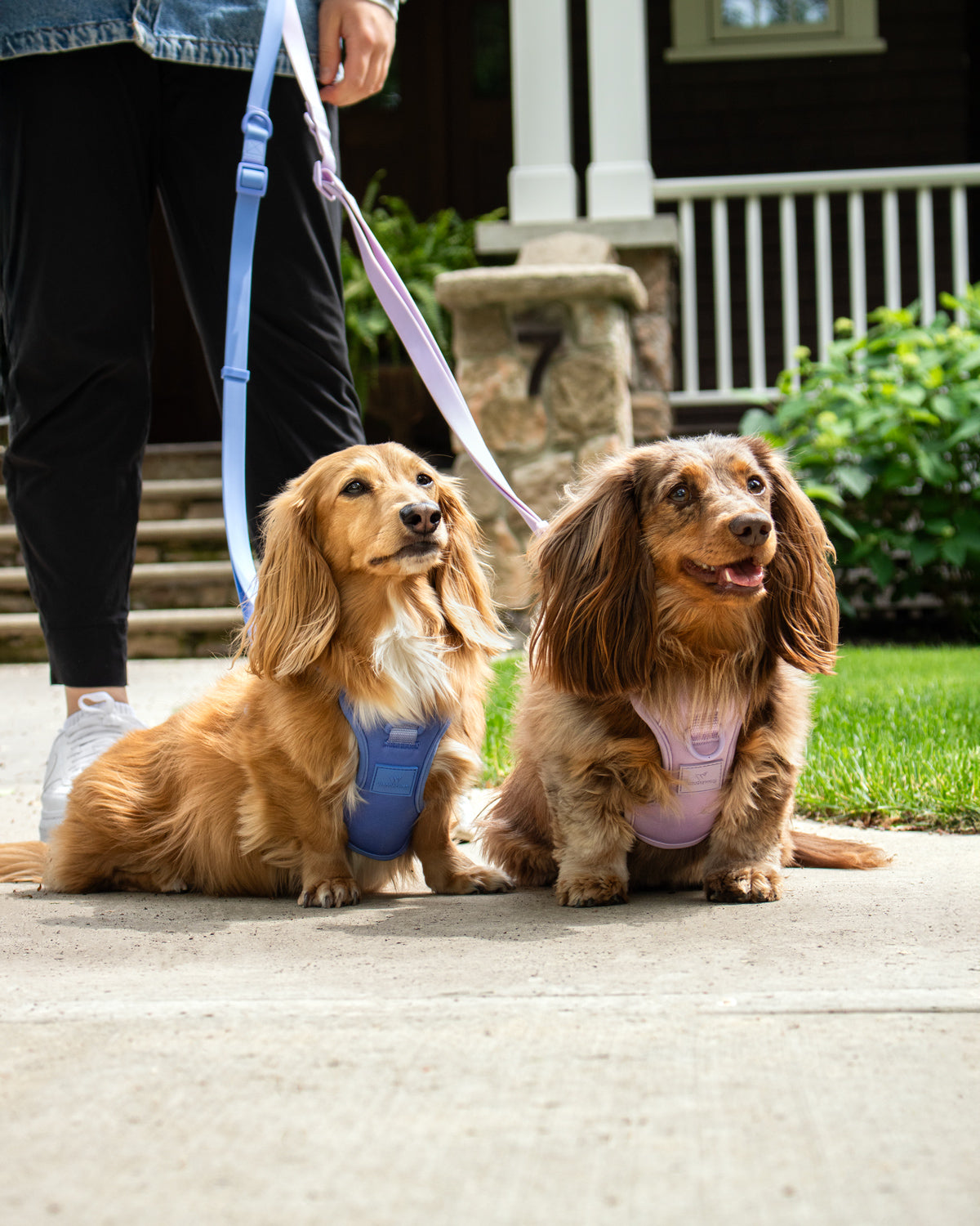 two small dogs next to each other wearing a harness smiling