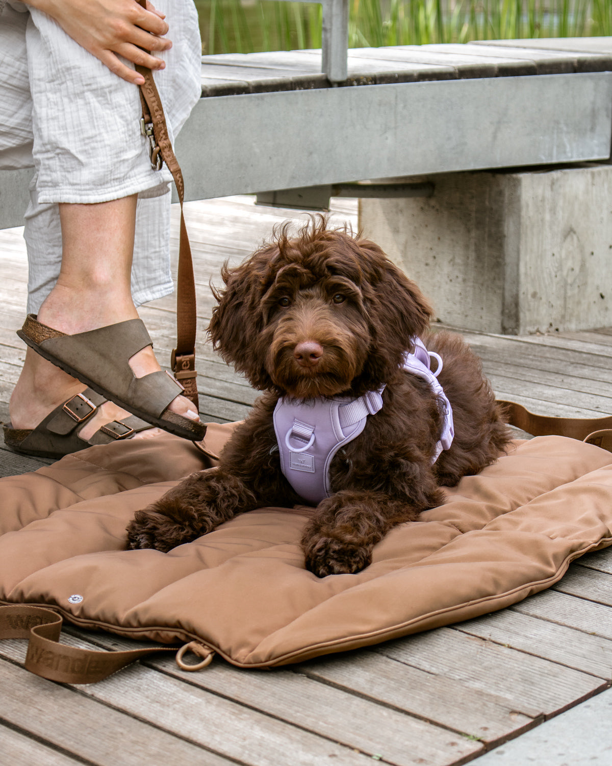 dark colored dog laying on the wanderwag tote bed