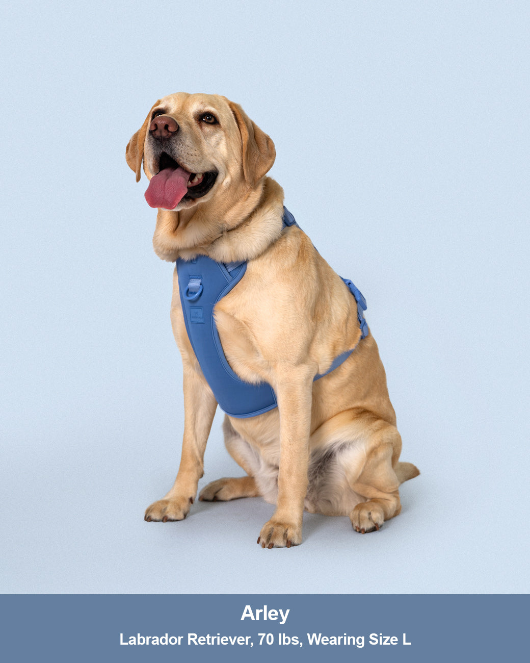 harness with dog sitting front on