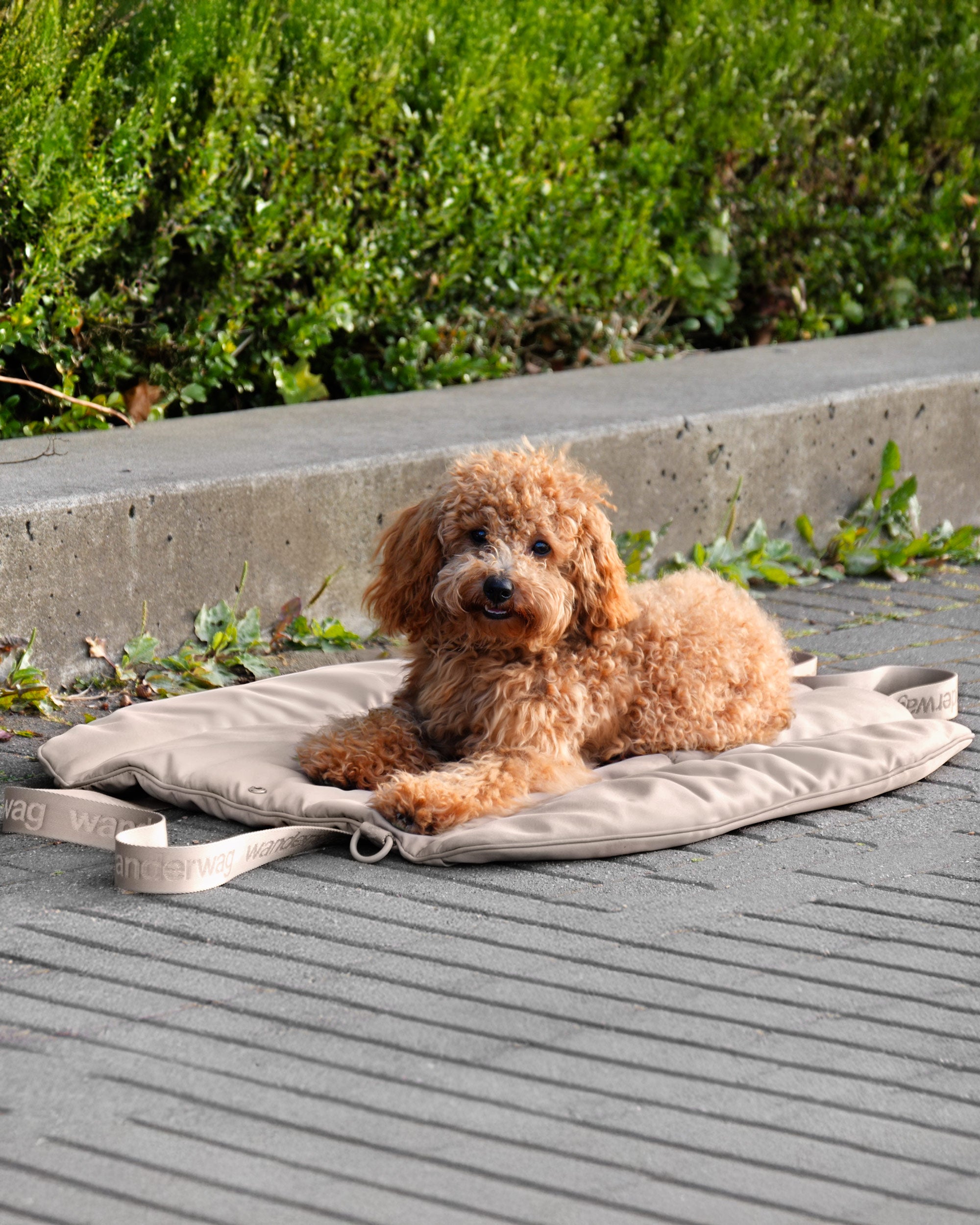small dog laying on wanderwag tote bed next to bushes and a curb