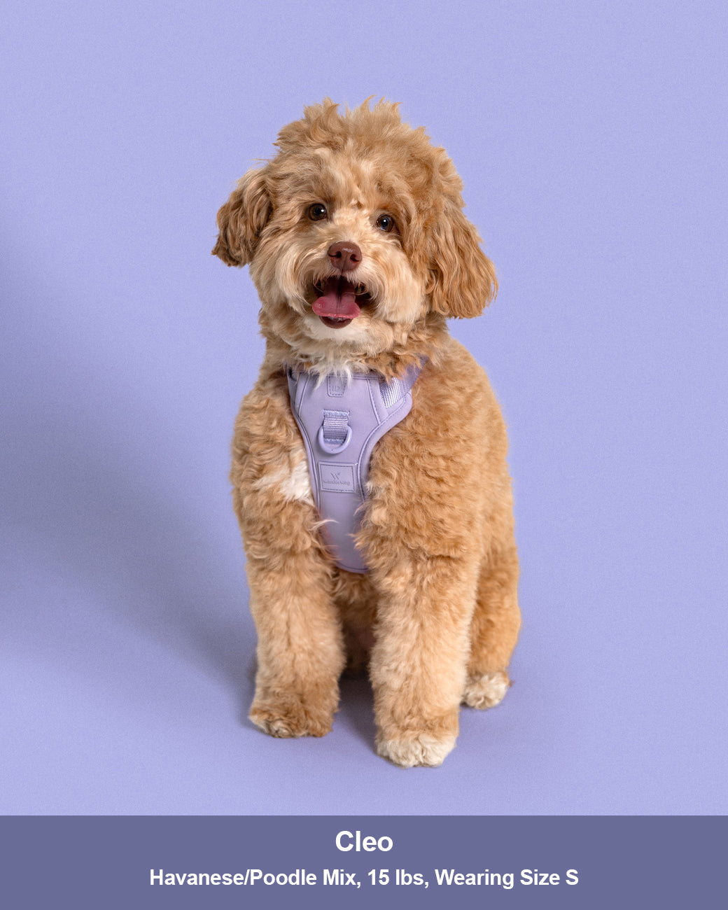 harness with dog sitting front on