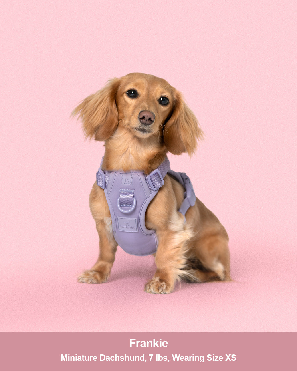 small dog wearing the harness sitting front on