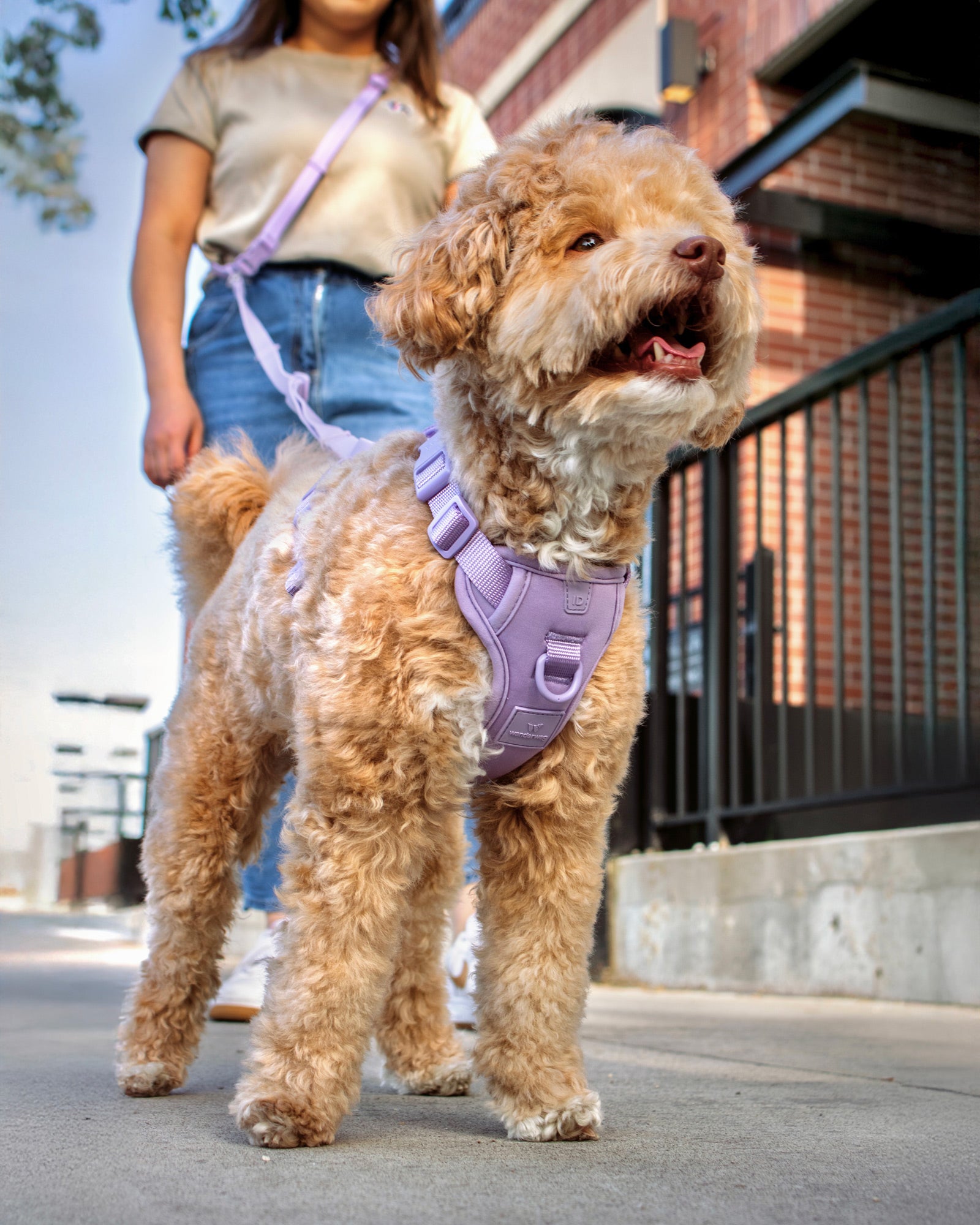 lifestyle photo of a dog standing happy with the harness on and a human in the background standing
