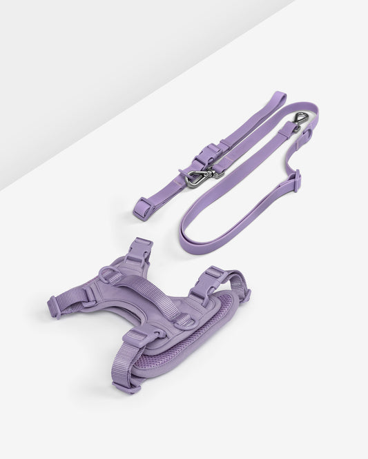 harness and leash laying flat on white backdrop