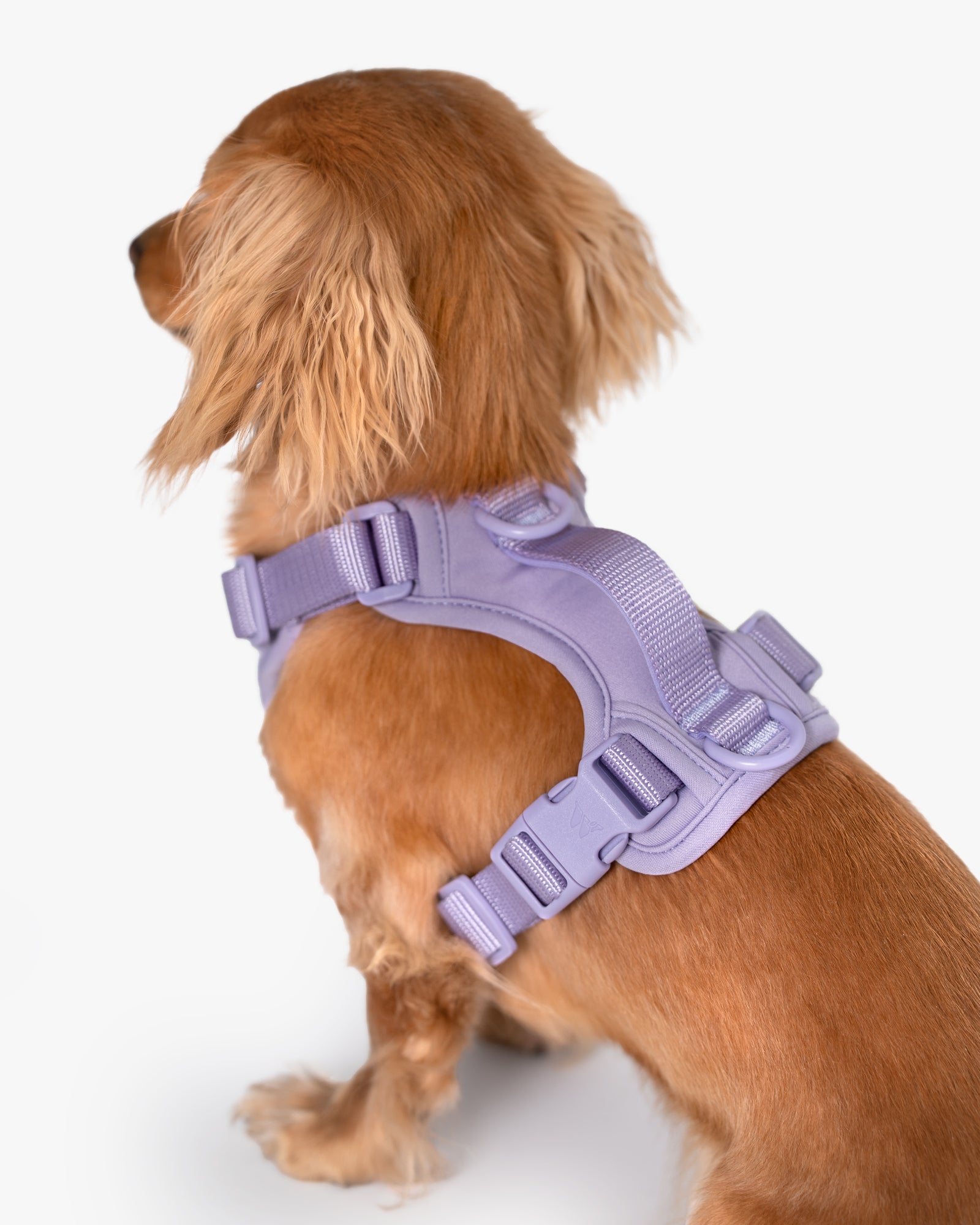 back of a dog wearing the harness with the dog looking away