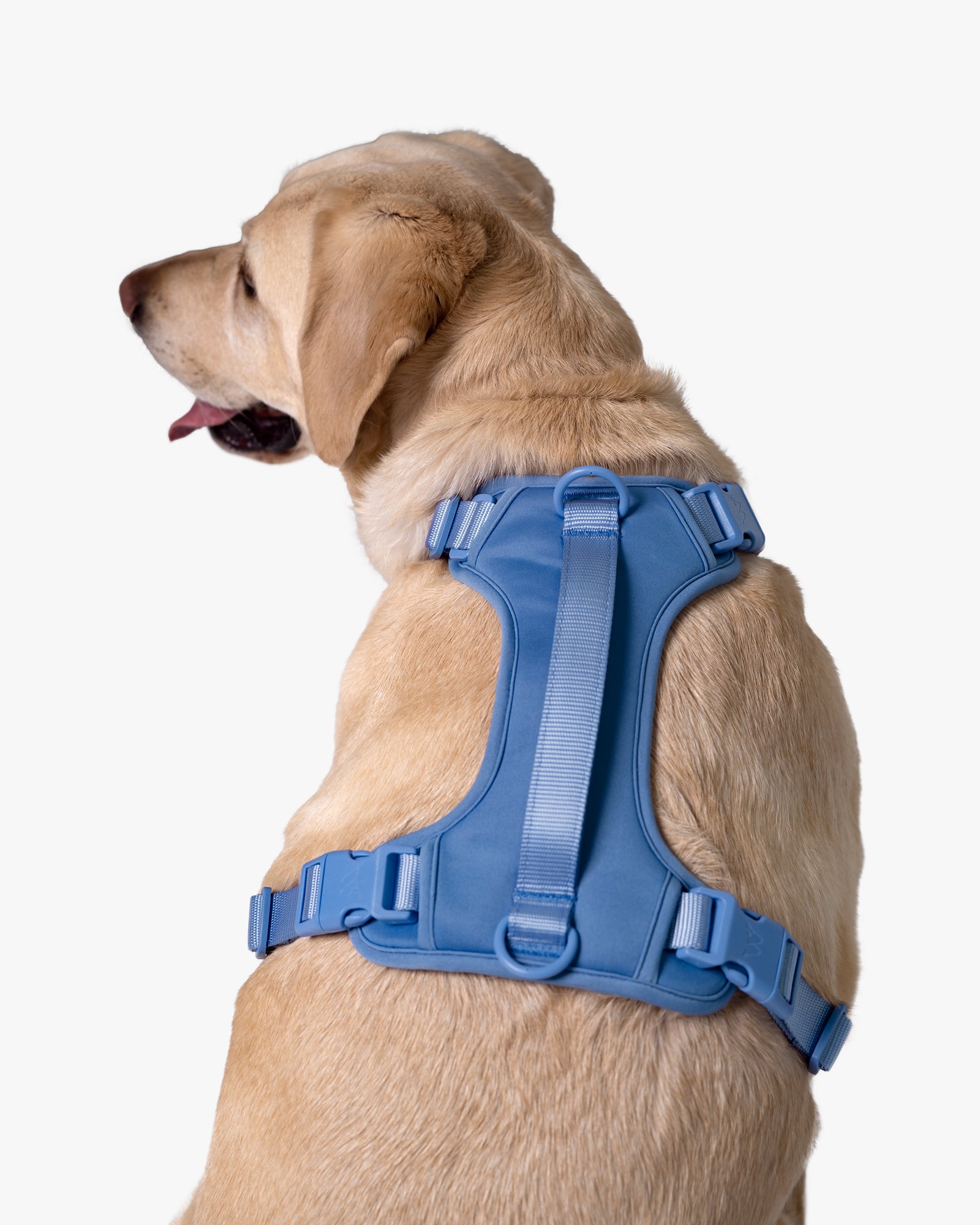 back of a dog wearing the harness with the dog looking away