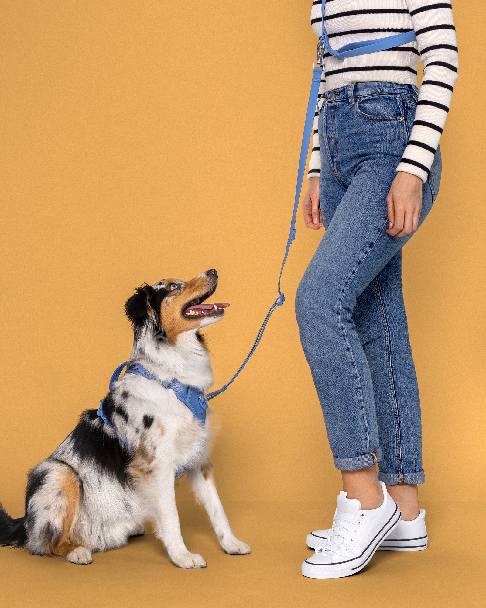 happy large dog wearing a harness looking up at their own that is wearing a hands free leash