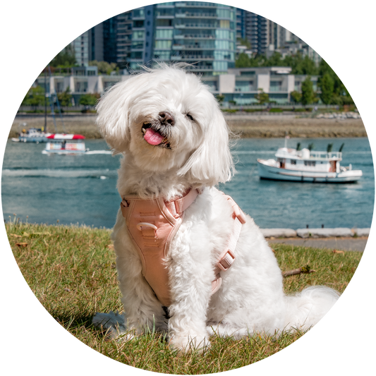 Portrait of a all white small dog smiling